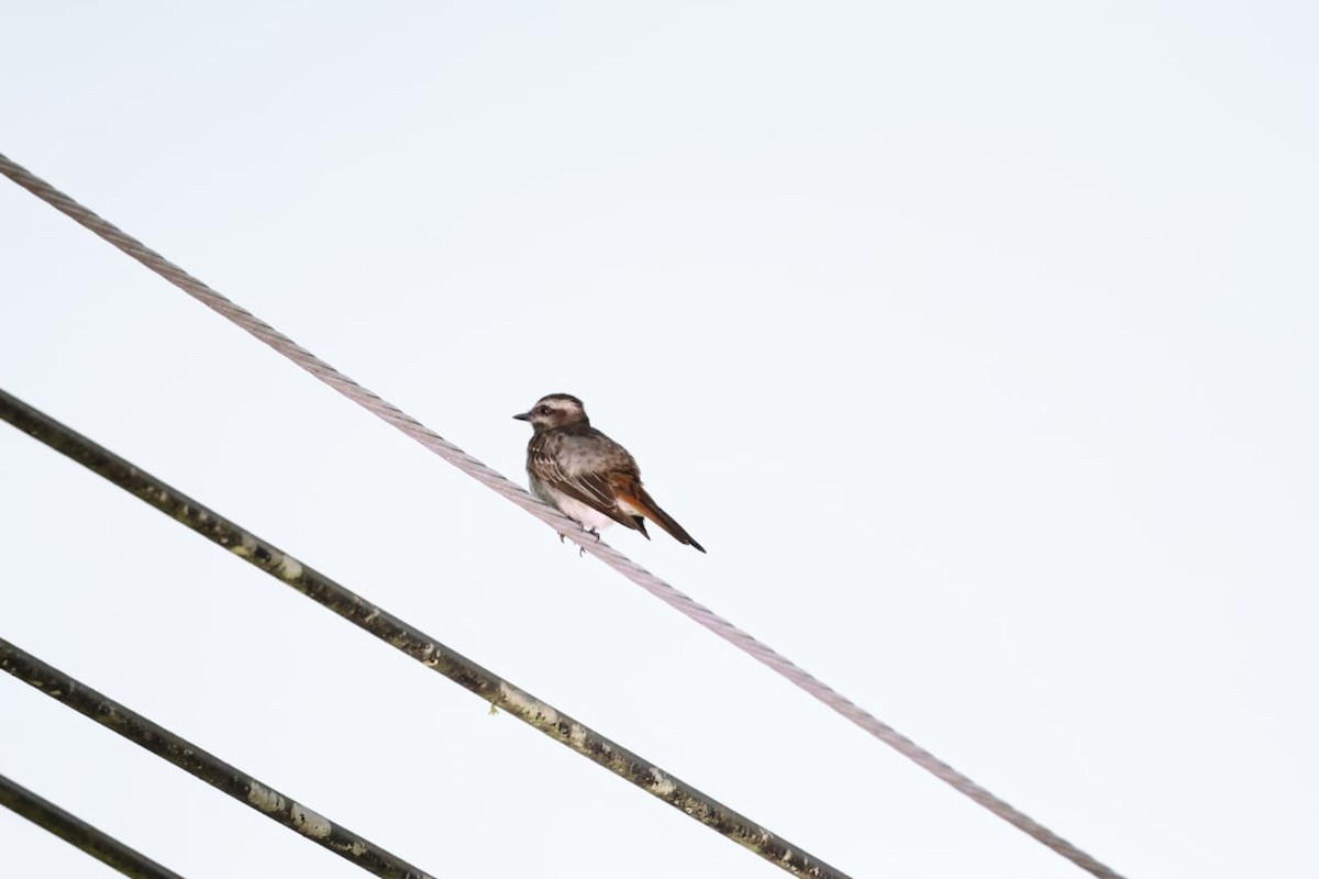 Variegated Flycatcher - ML611834789
