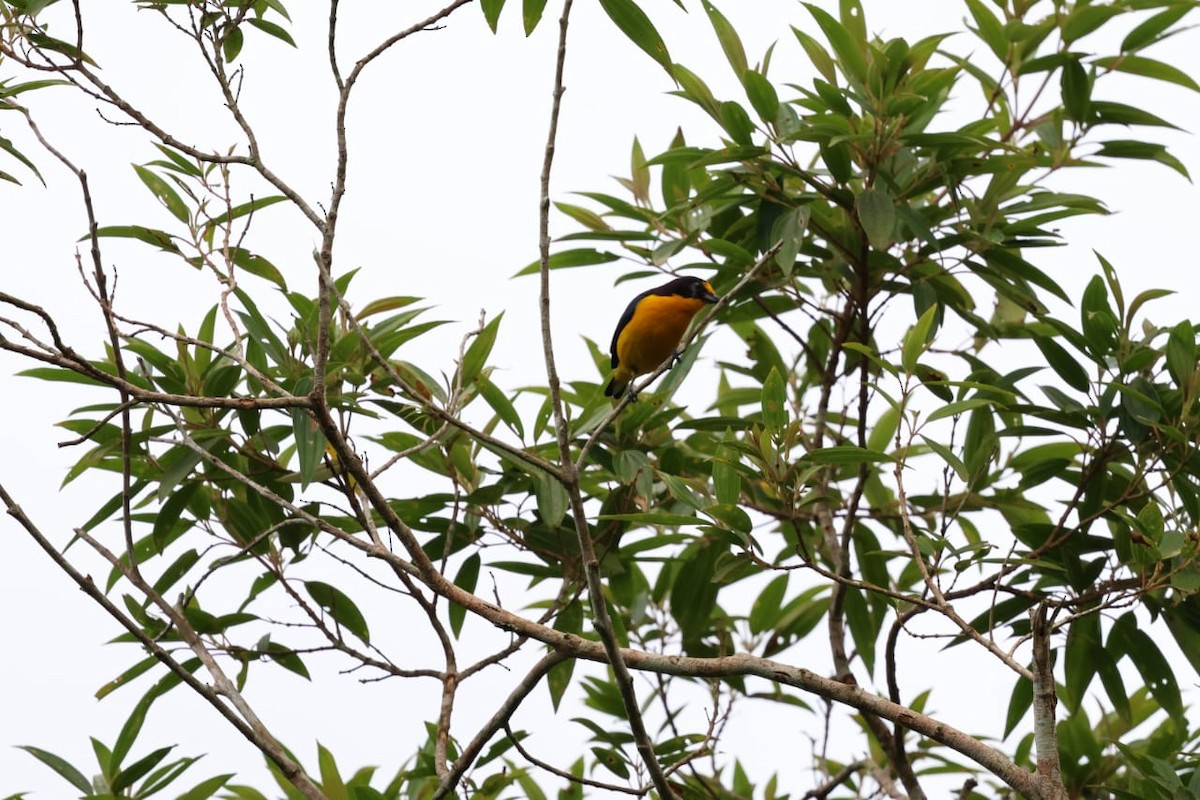 Violaceous Euphonia - ML611834823