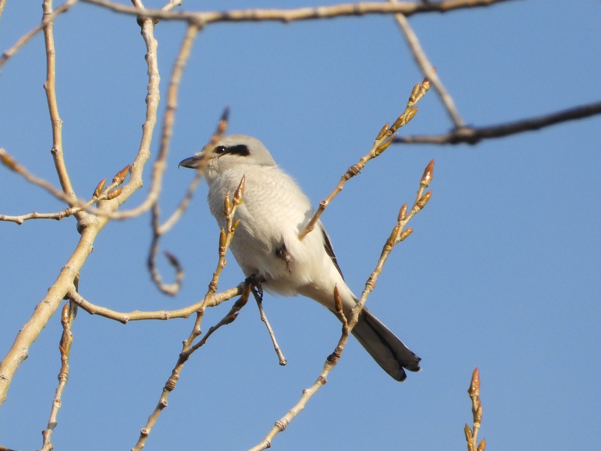 Northern Shrike - Matthew Buell