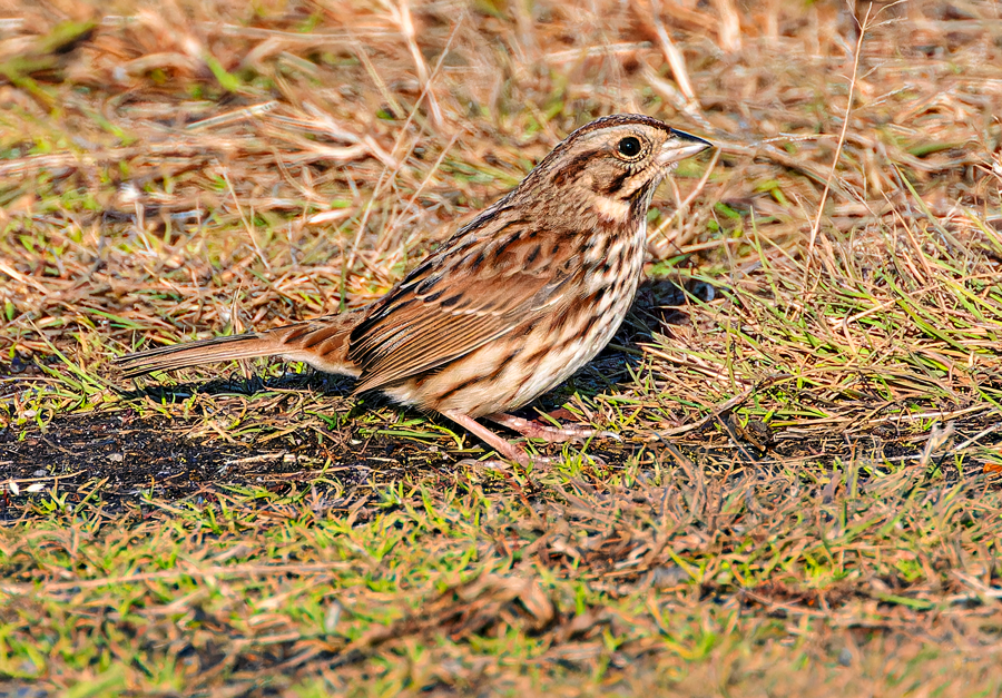 Song Sparrow - ML611834853