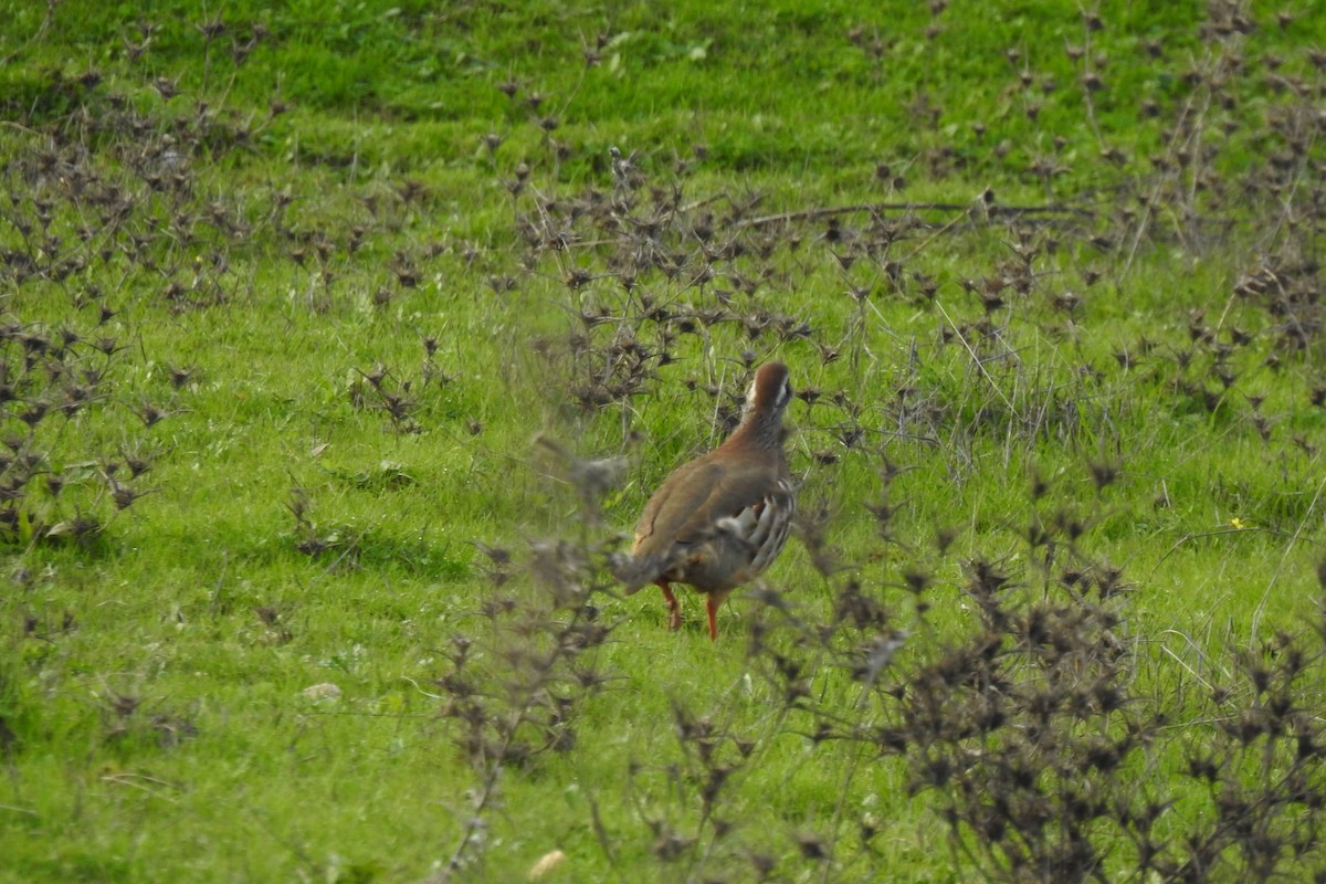 Red-legged Partridge - ML611834878