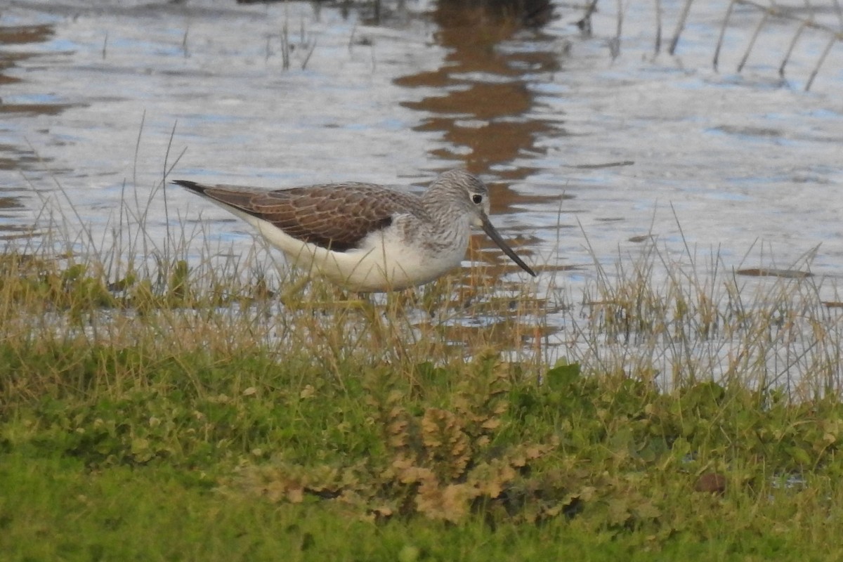 Common Greenshank - ML611834920