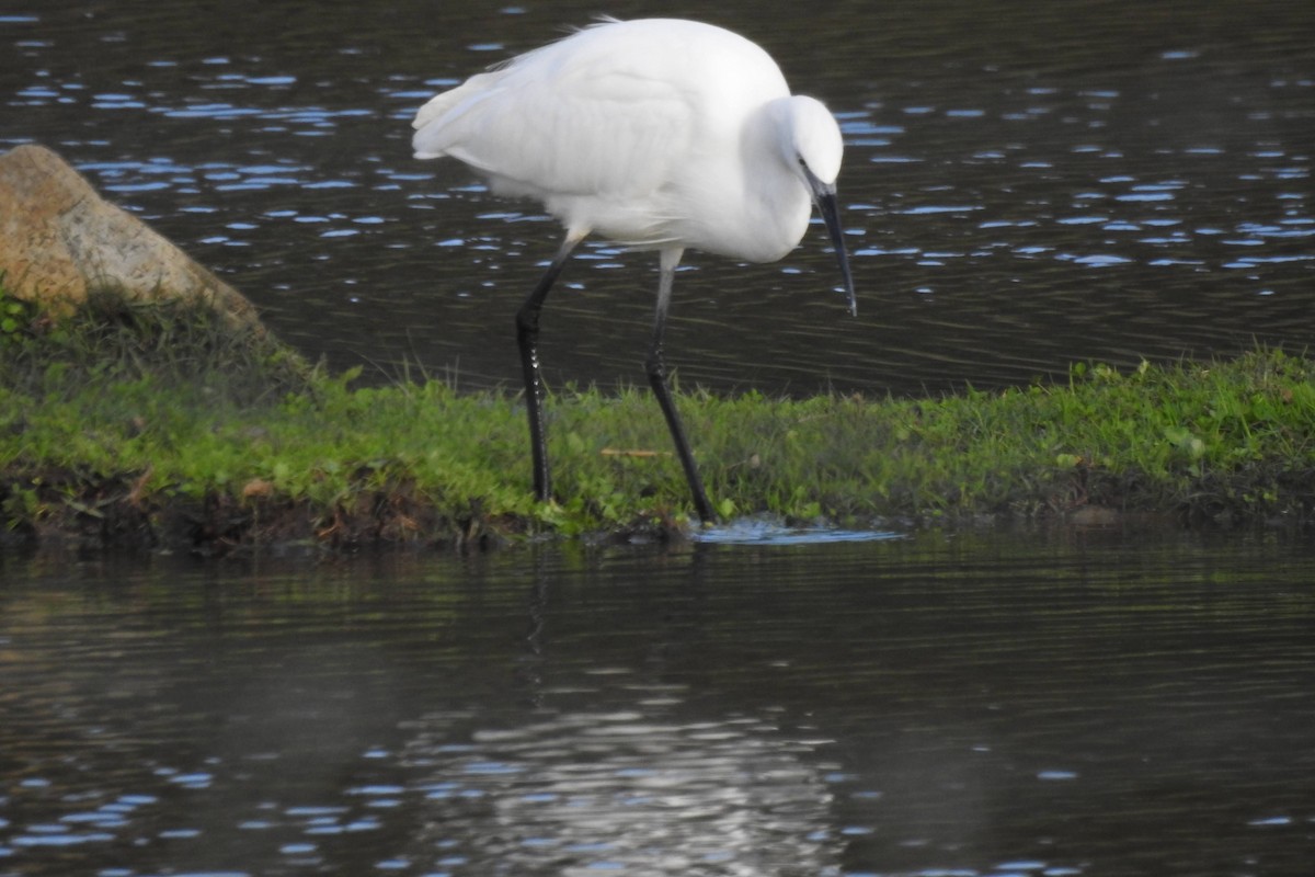 Little Egret - ML611834939