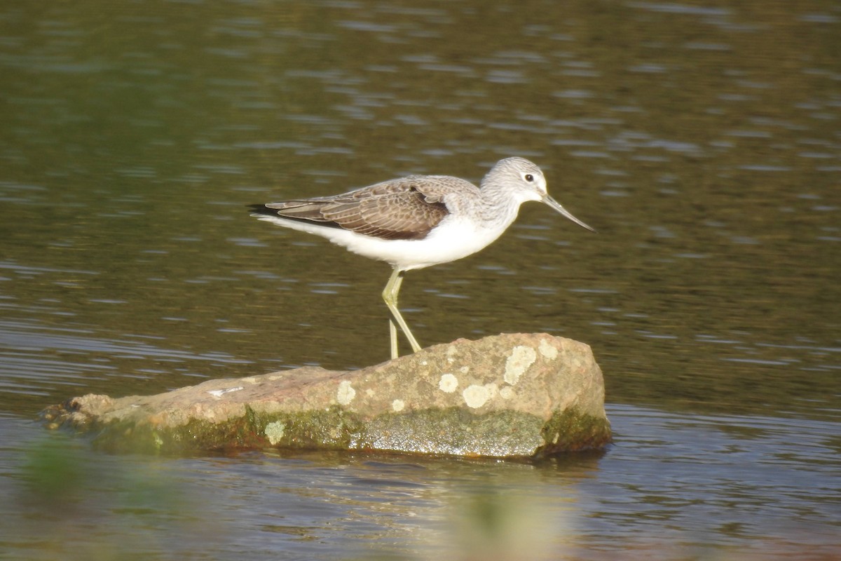 Common Greenshank - ML611834951