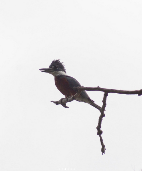 Ringed Kingfisher - ML611834982