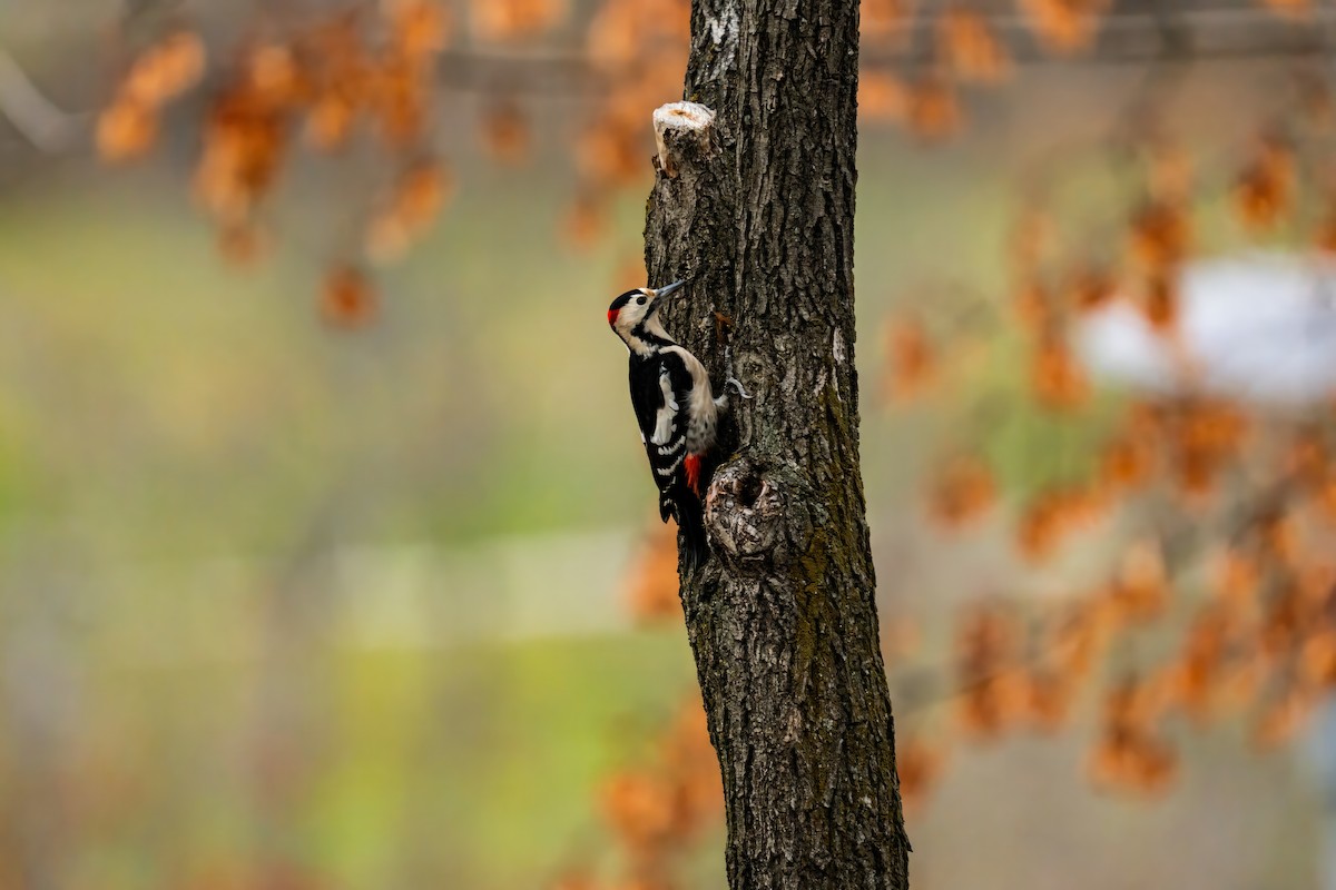 Syrian Woodpecker - ML611834992
