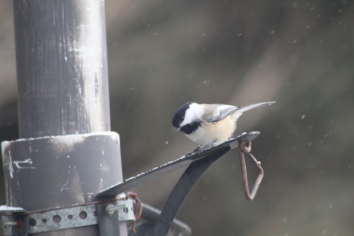 Black-capped Chickadee - ML611835004