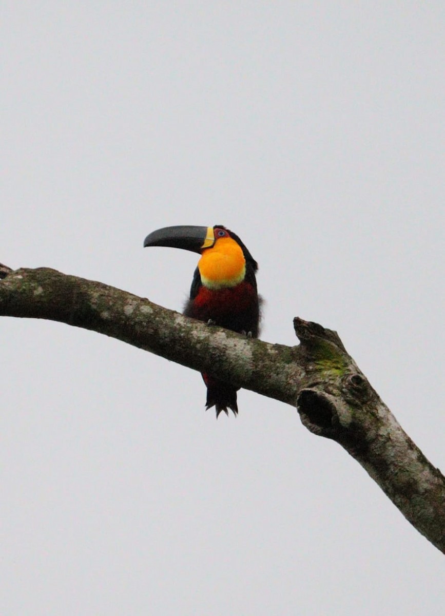 Channel-billed Toucan - ML611835016