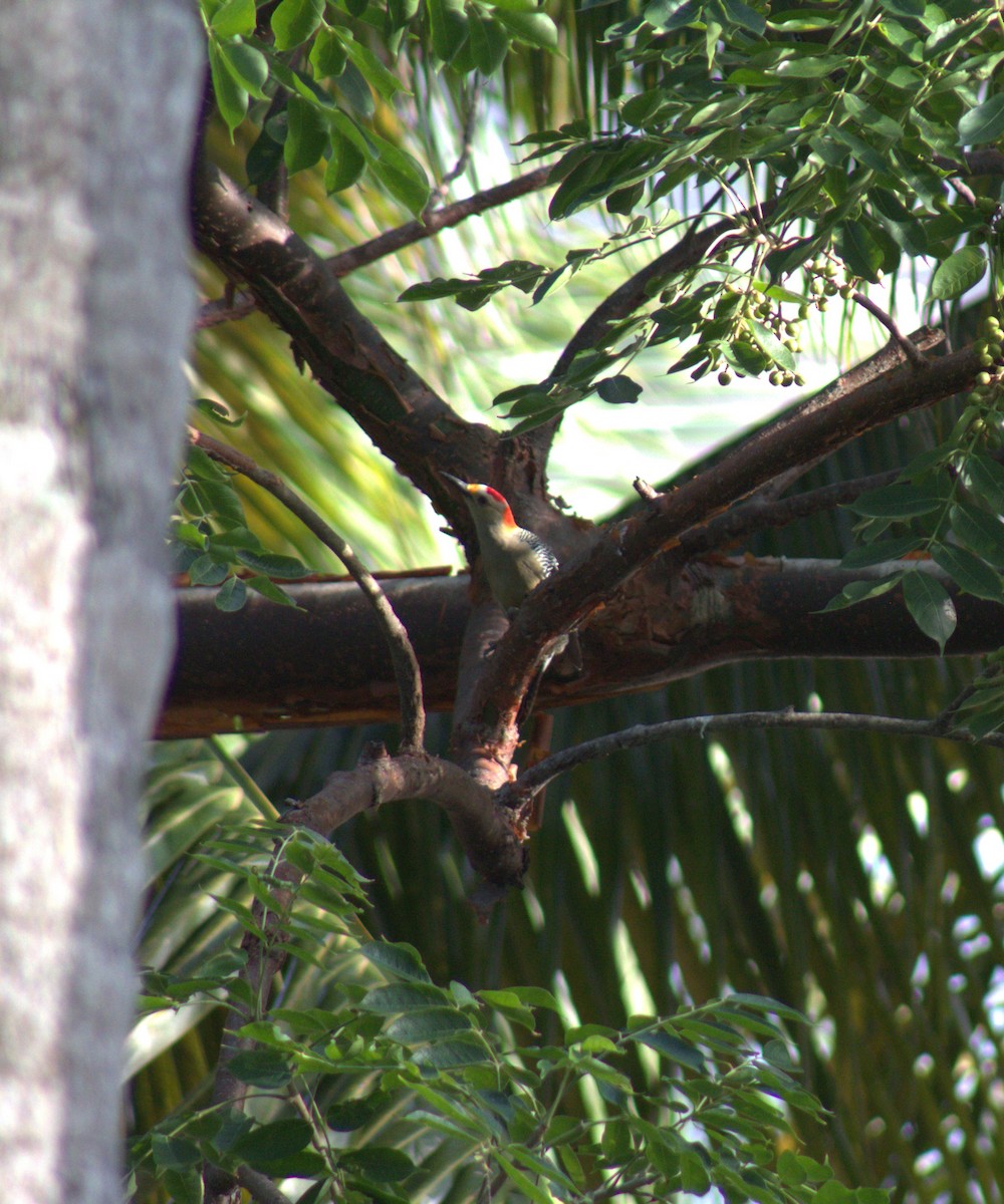 Golden-fronted Woodpecker - ML611835082