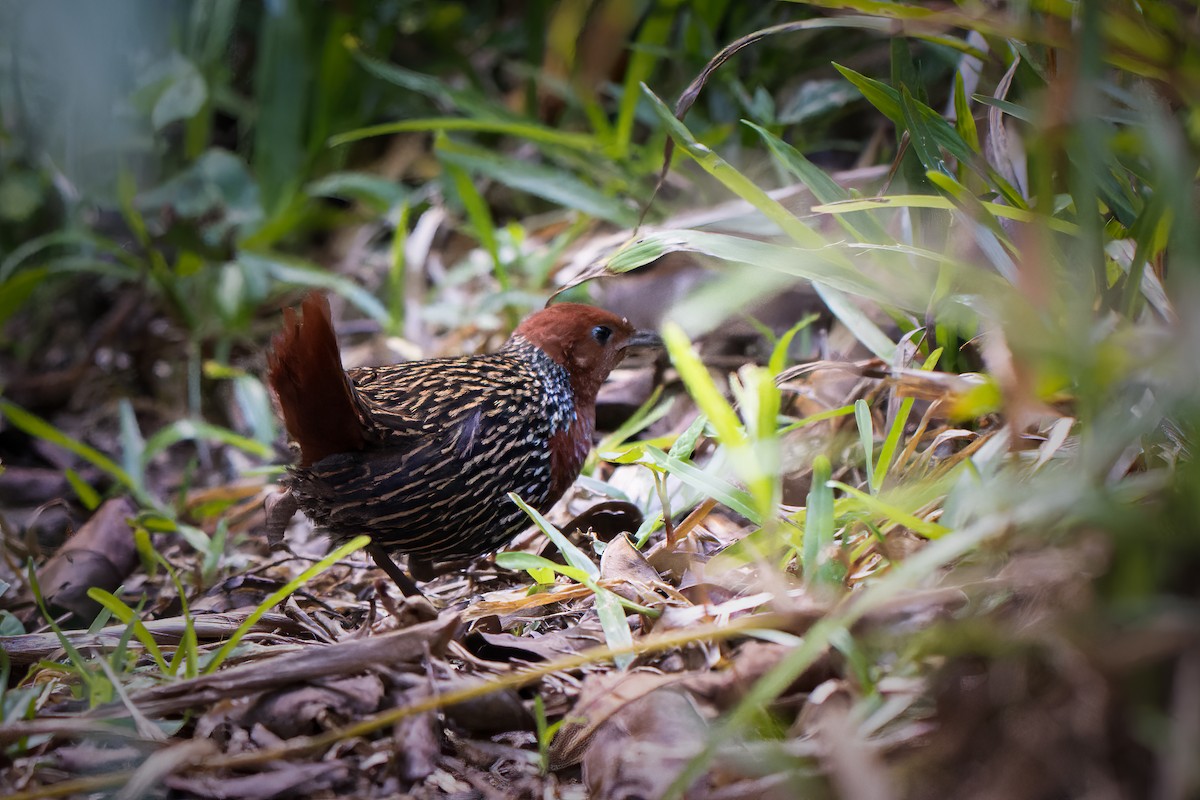 Madagascar Flufftail - Graham Gerdeman