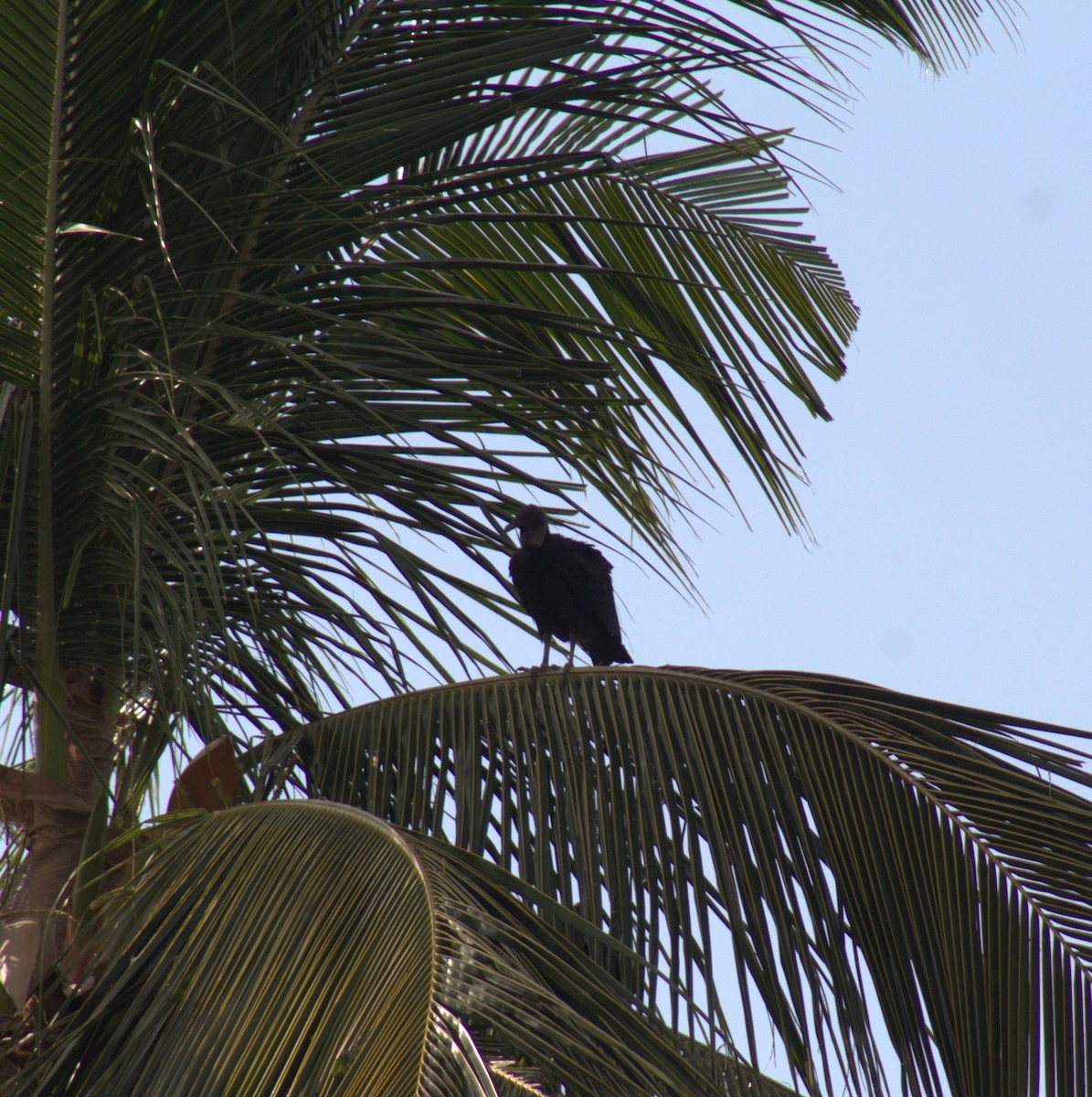 Black Vulture - ML611835096