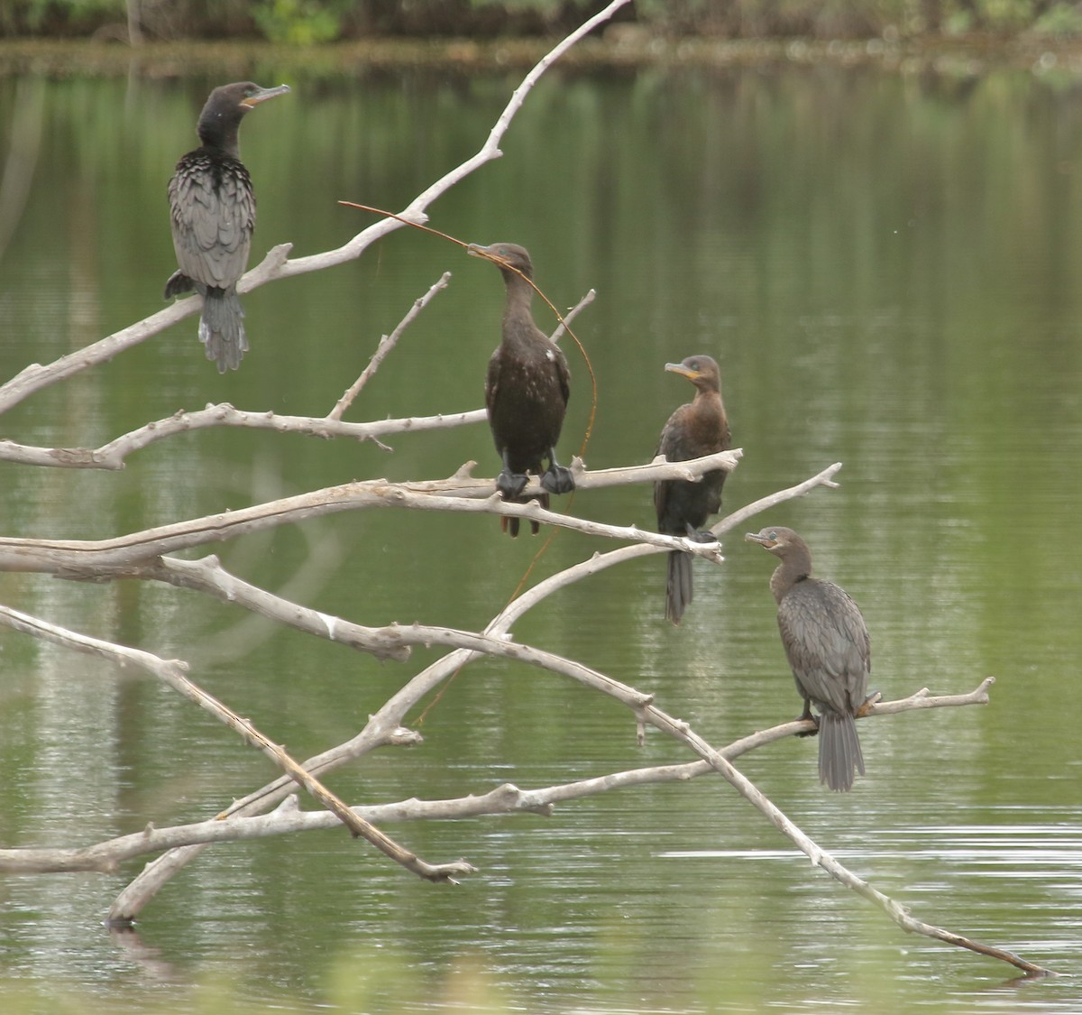 Neotropic Cormorant - Daniel Antonio Chiesa