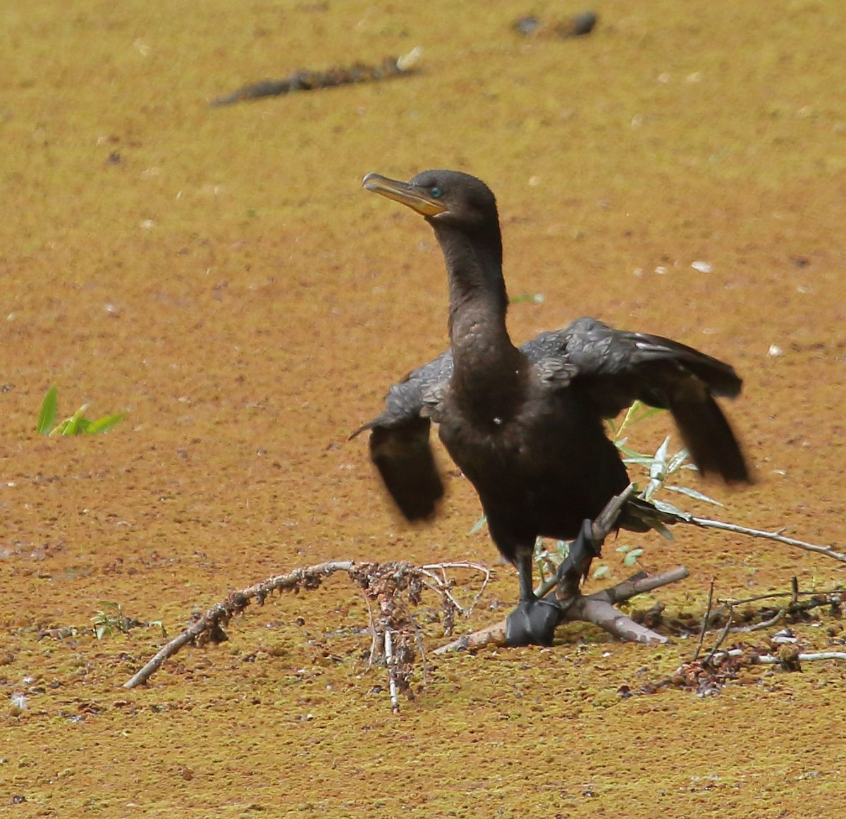 Neotropic Cormorant - Daniel Antonio Chiesa