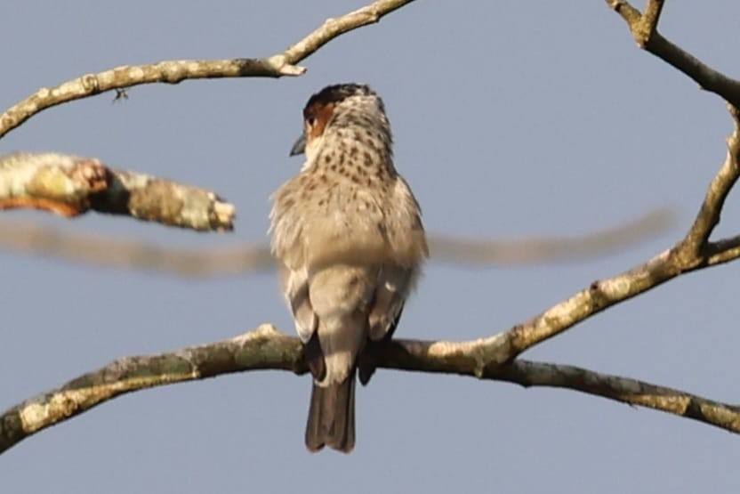 Black-crowned Tityra - ML611835163
