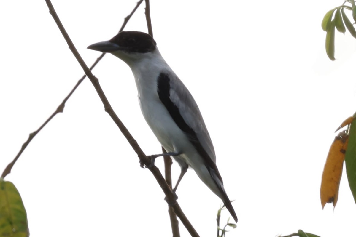 Black-crowned Tityra - ML611835164