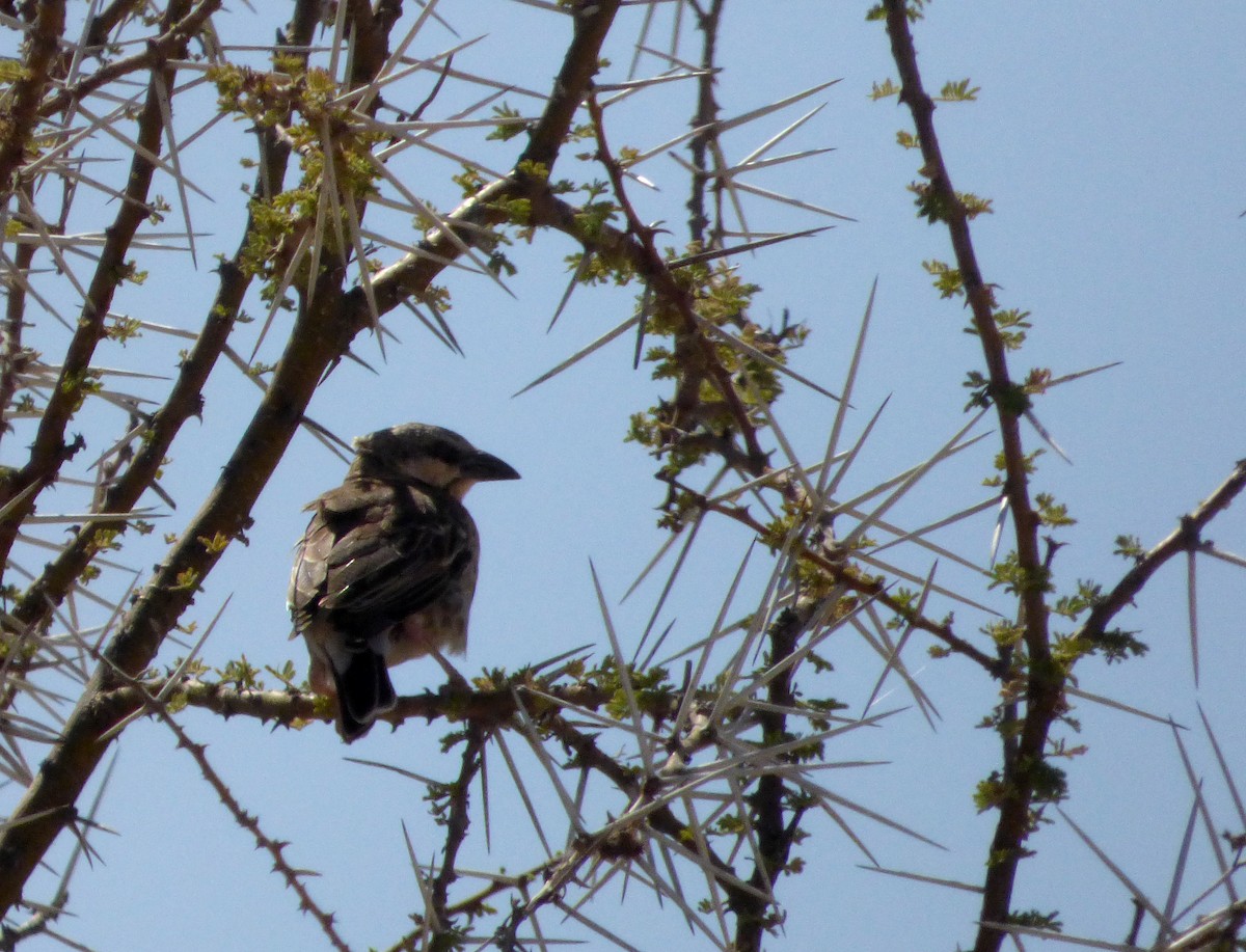 Donaldson Smith's Sparrow-Weaver - ML611835167