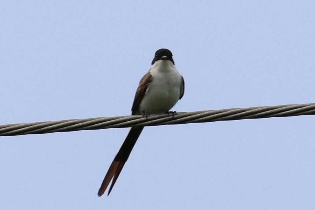 Fork-tailed Flycatcher - ML611835209