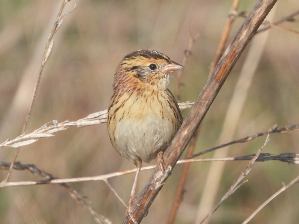 LeConte's Sparrow - ML611835302