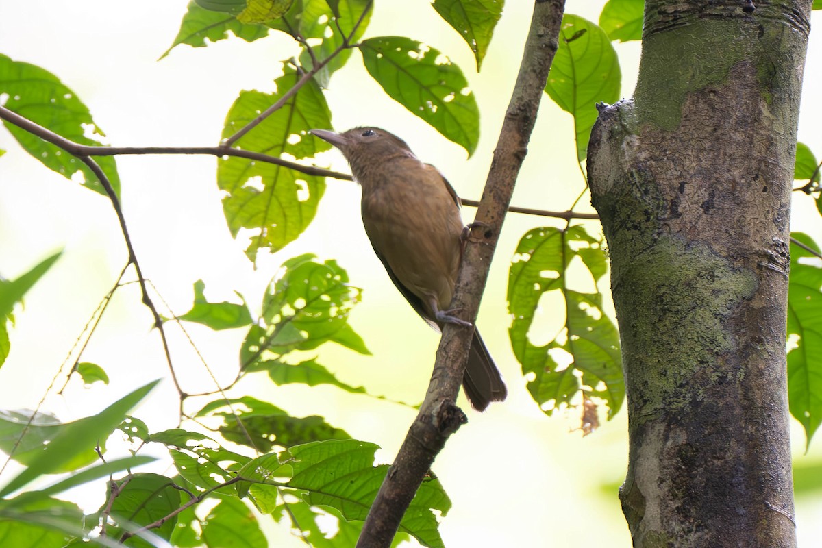 Arafura Shrikethrush - ML611835321