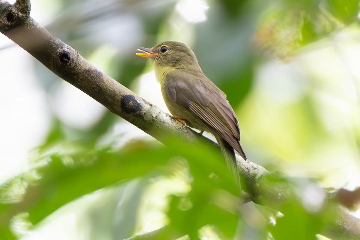 Olive Flyrobin - ML611835325