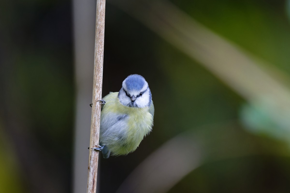 Eurasian Blue Tit - ML611835410