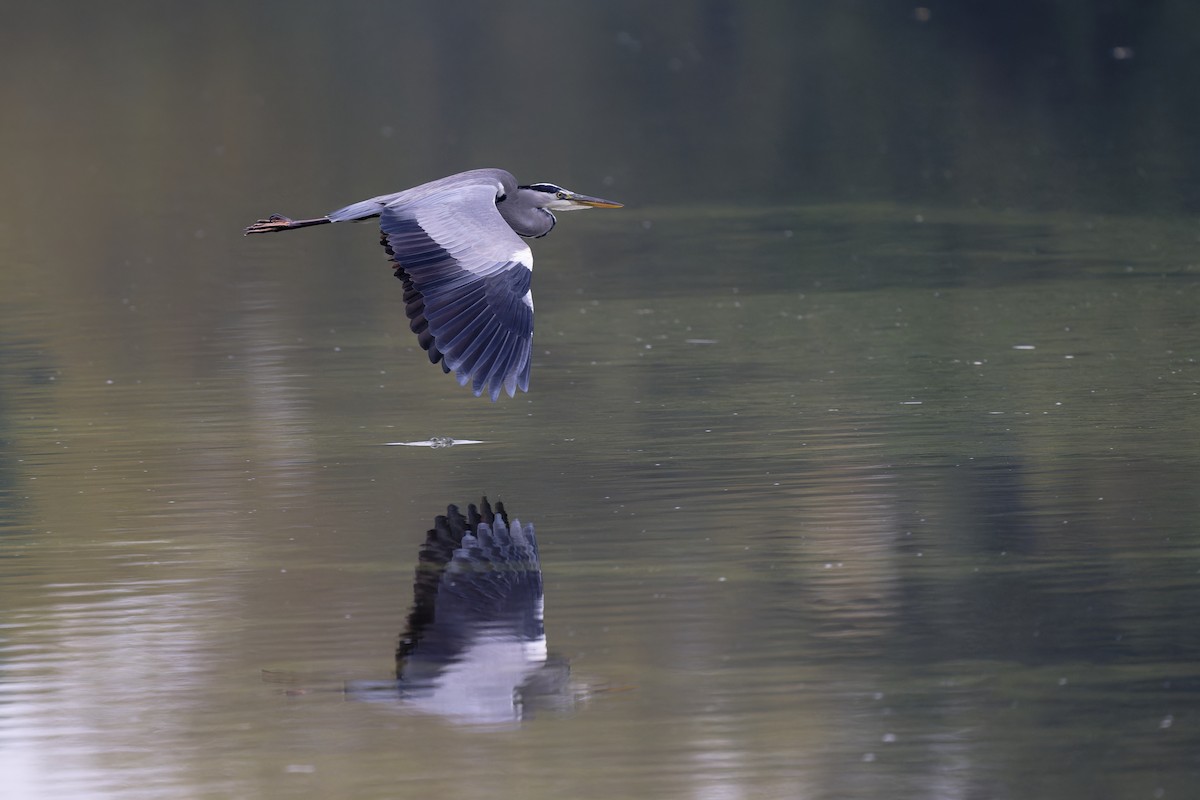 Gray Heron - ML611835427