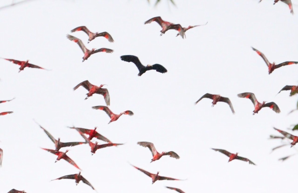 Bare-faced Ibis - ML611835469
