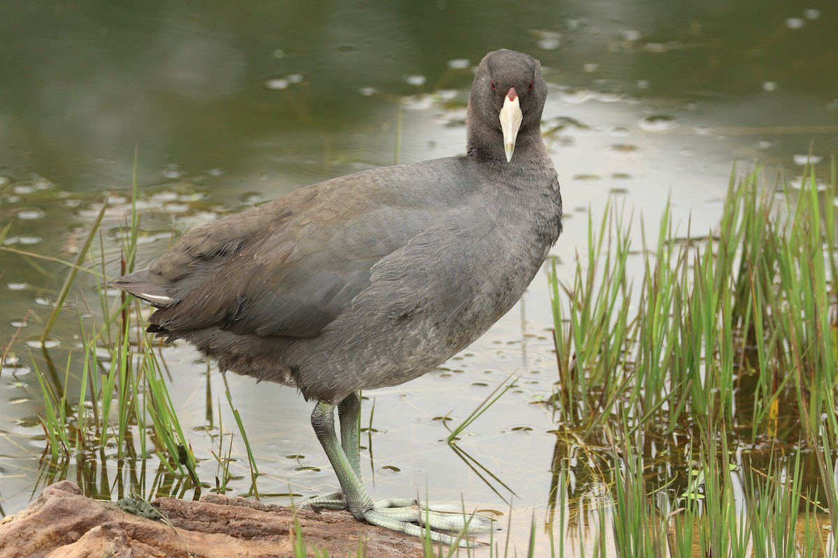 American Coot - ML611835474