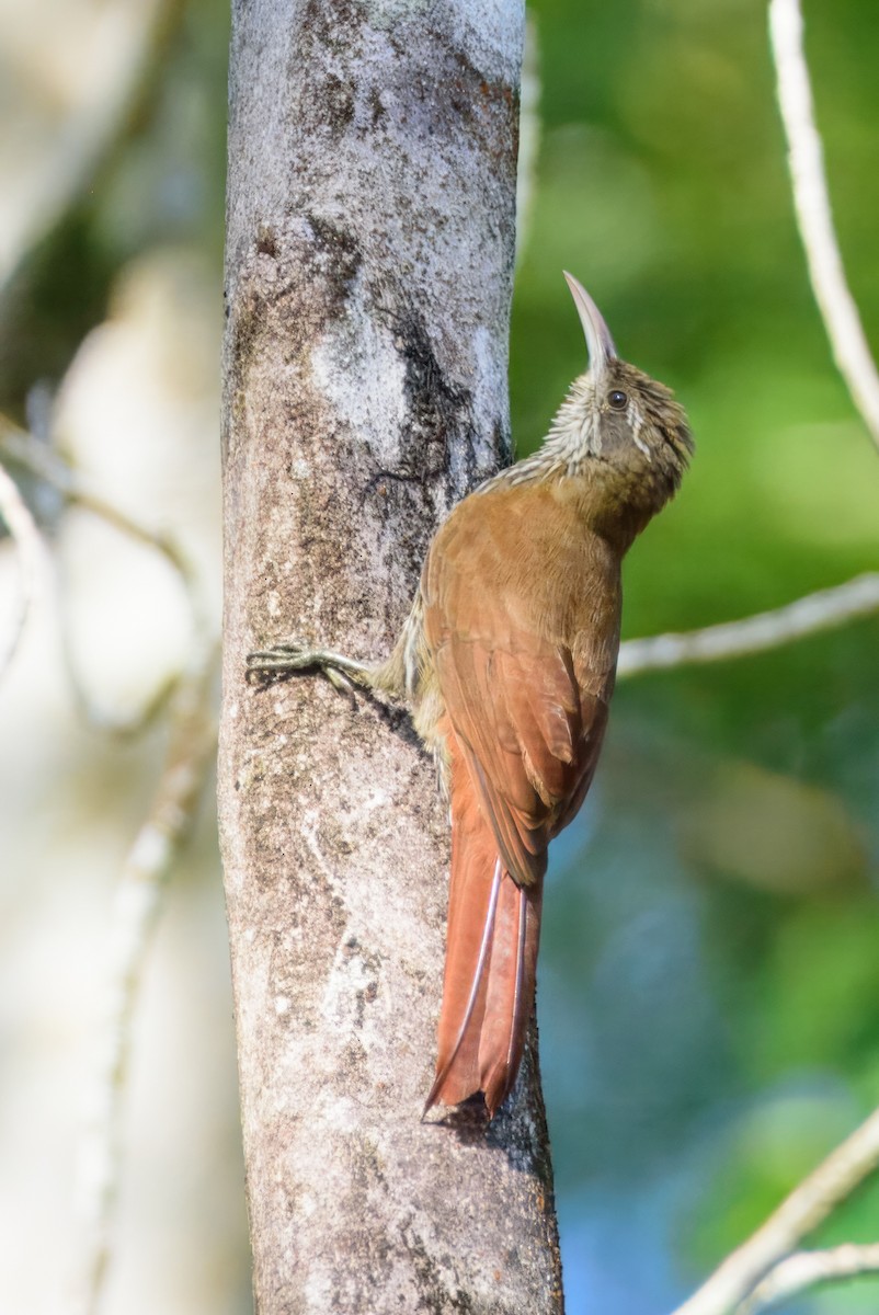 Dusky-capped Woodcreeper (Layard's) - ML611835634