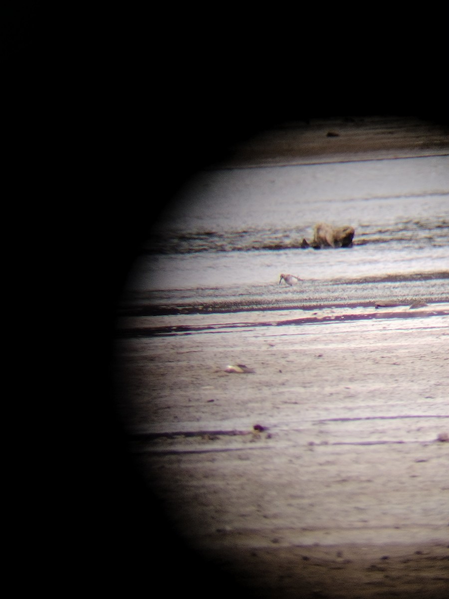 ハマシギ - ML611835719