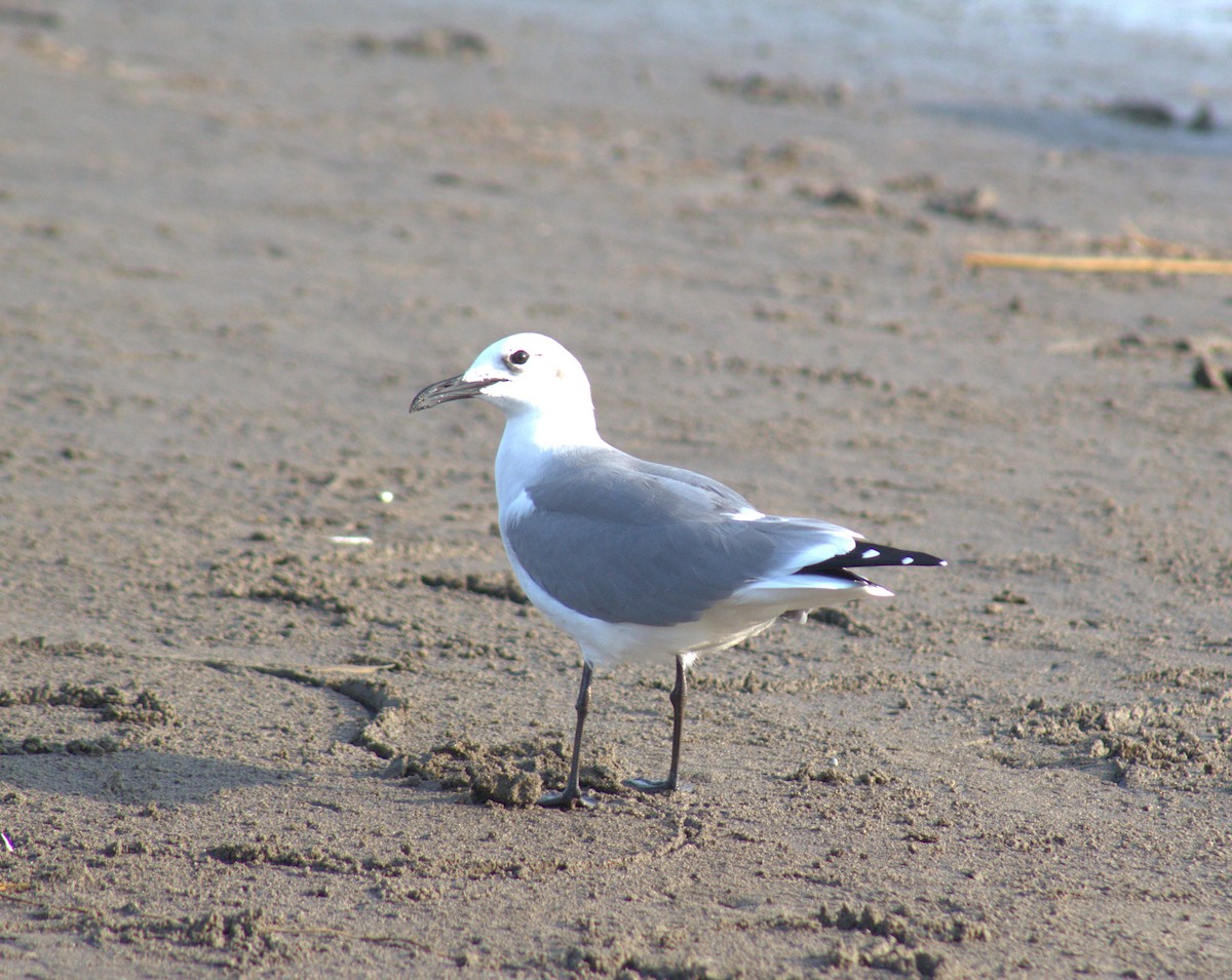 Laughing Gull - ML611835741