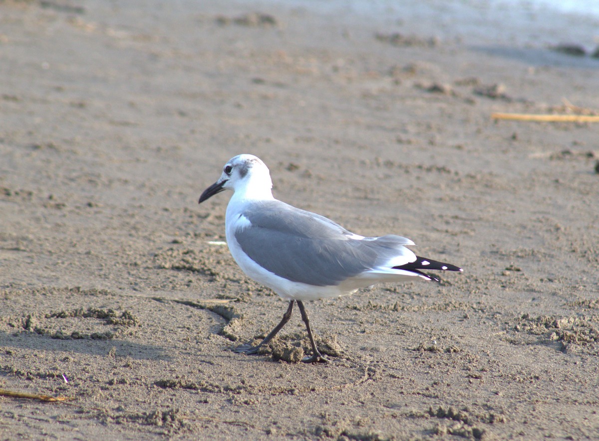 Laughing Gull - ML611835743