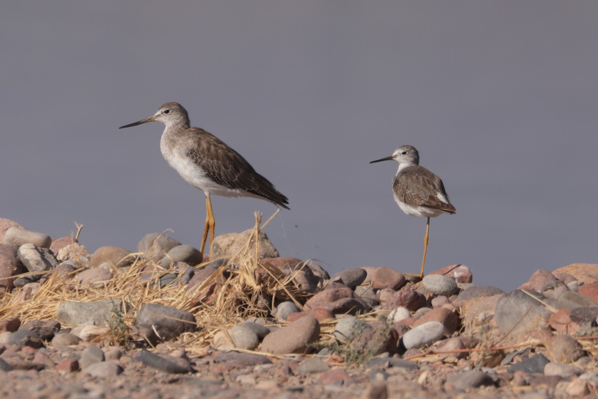 Greater Yellowlegs - ML611835772