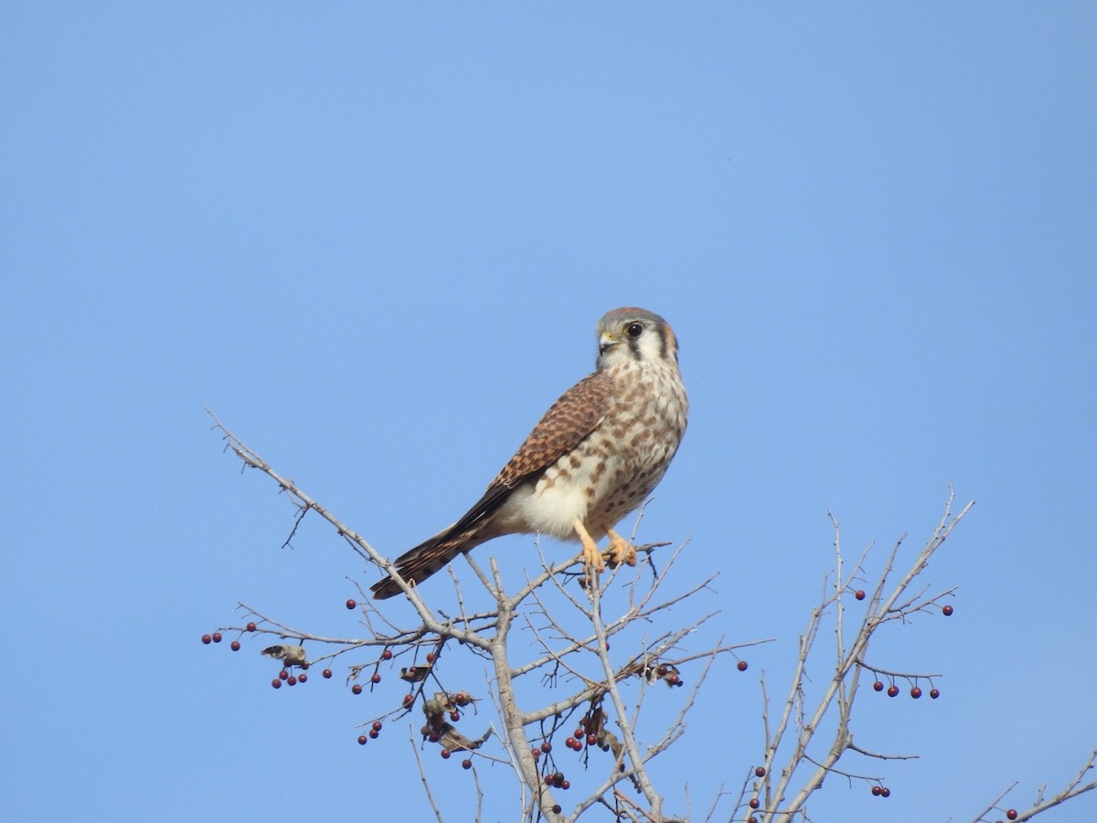 American Kestrel - ML611835833