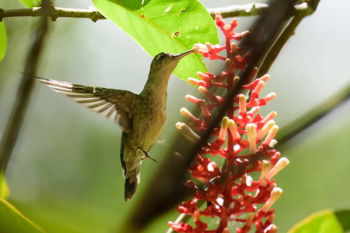 gråbrystsabelvinge (obscurus) - ML611835844