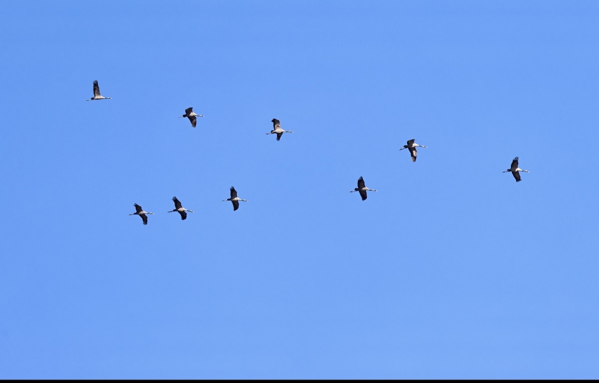 Хархираа тогоруу - ML611835912