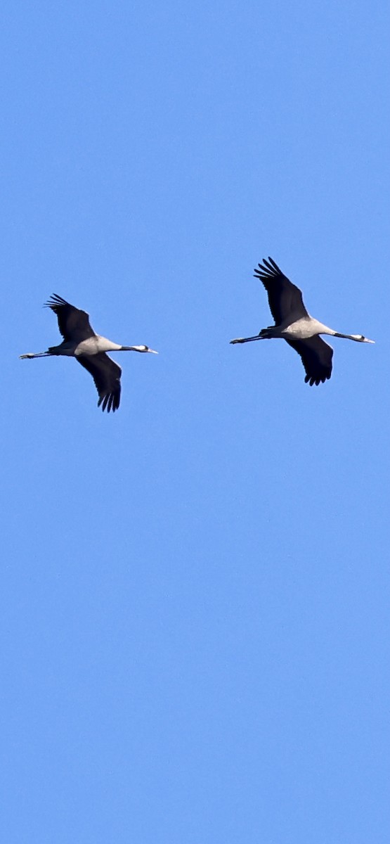 Хархираа тогоруу - ML611835913