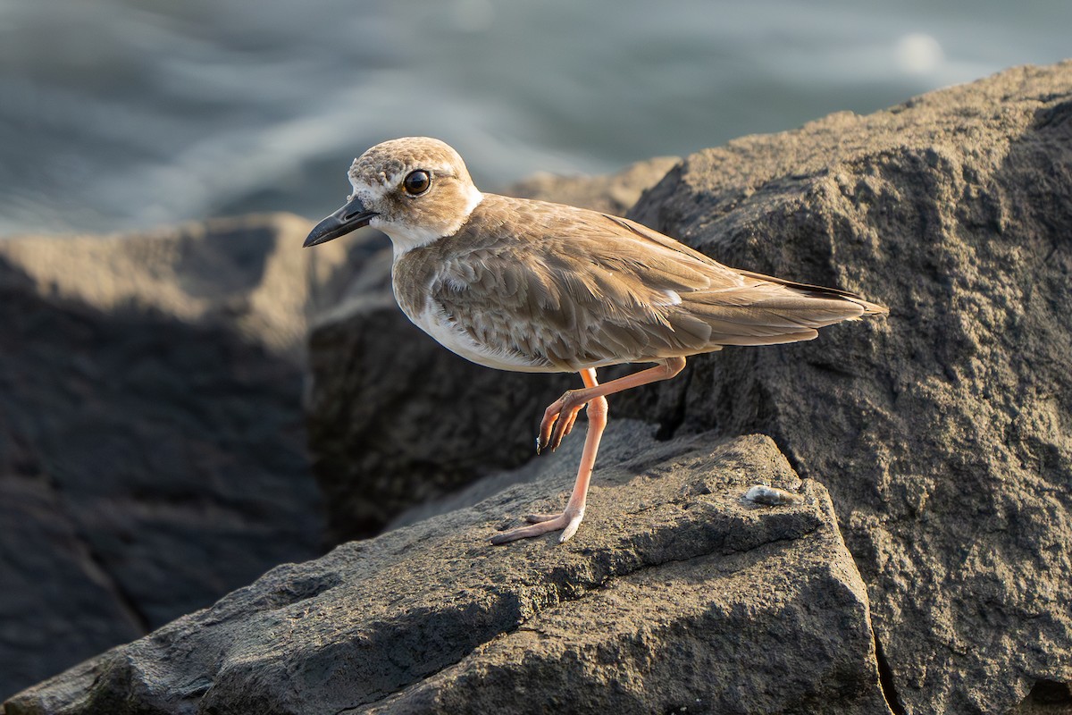 Wilson's Plover - ML611836001