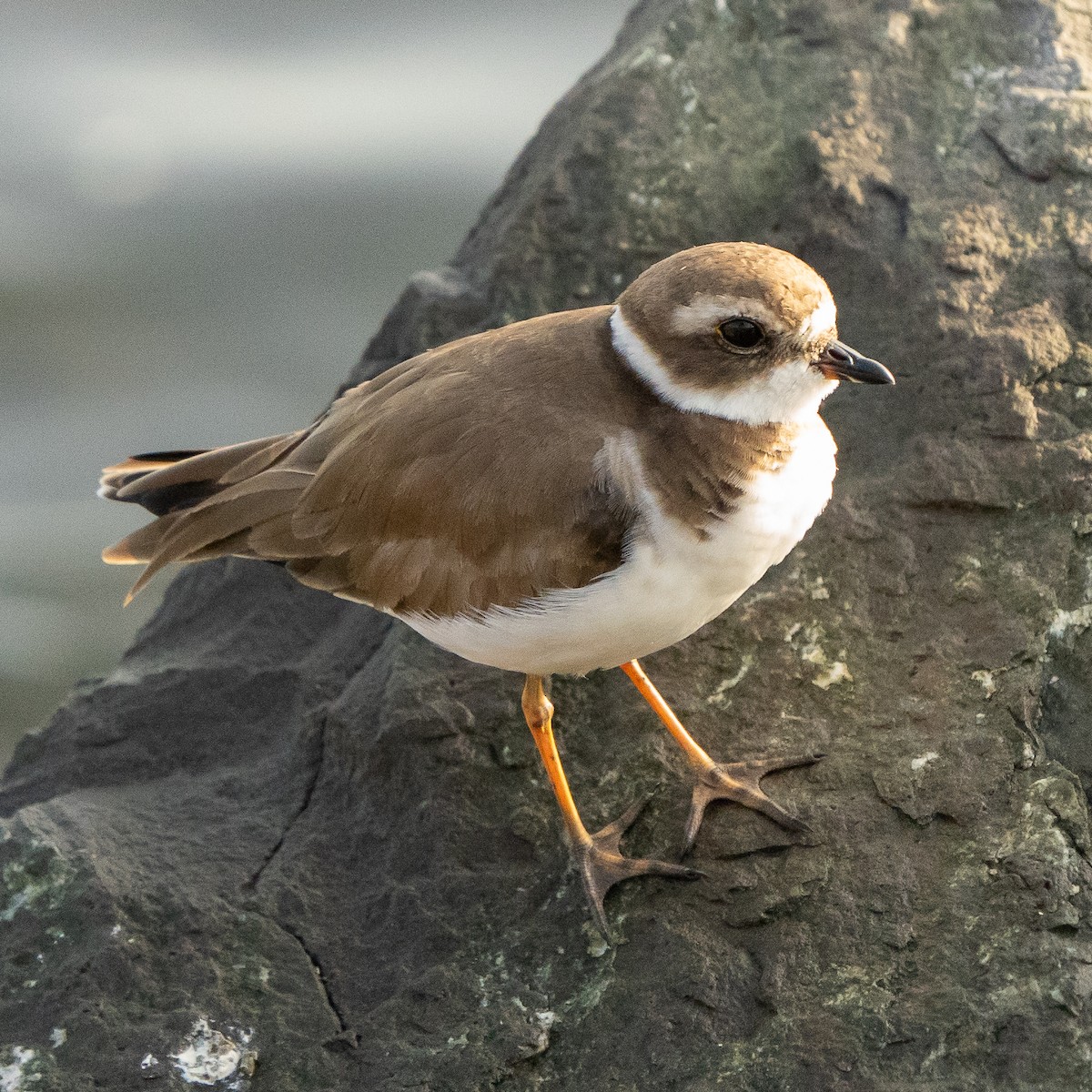 Semipalmated Plover - ML611836004