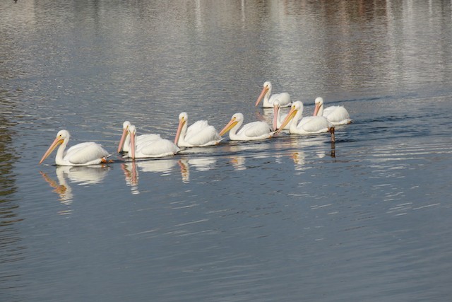 American White Pelican - ML611836079