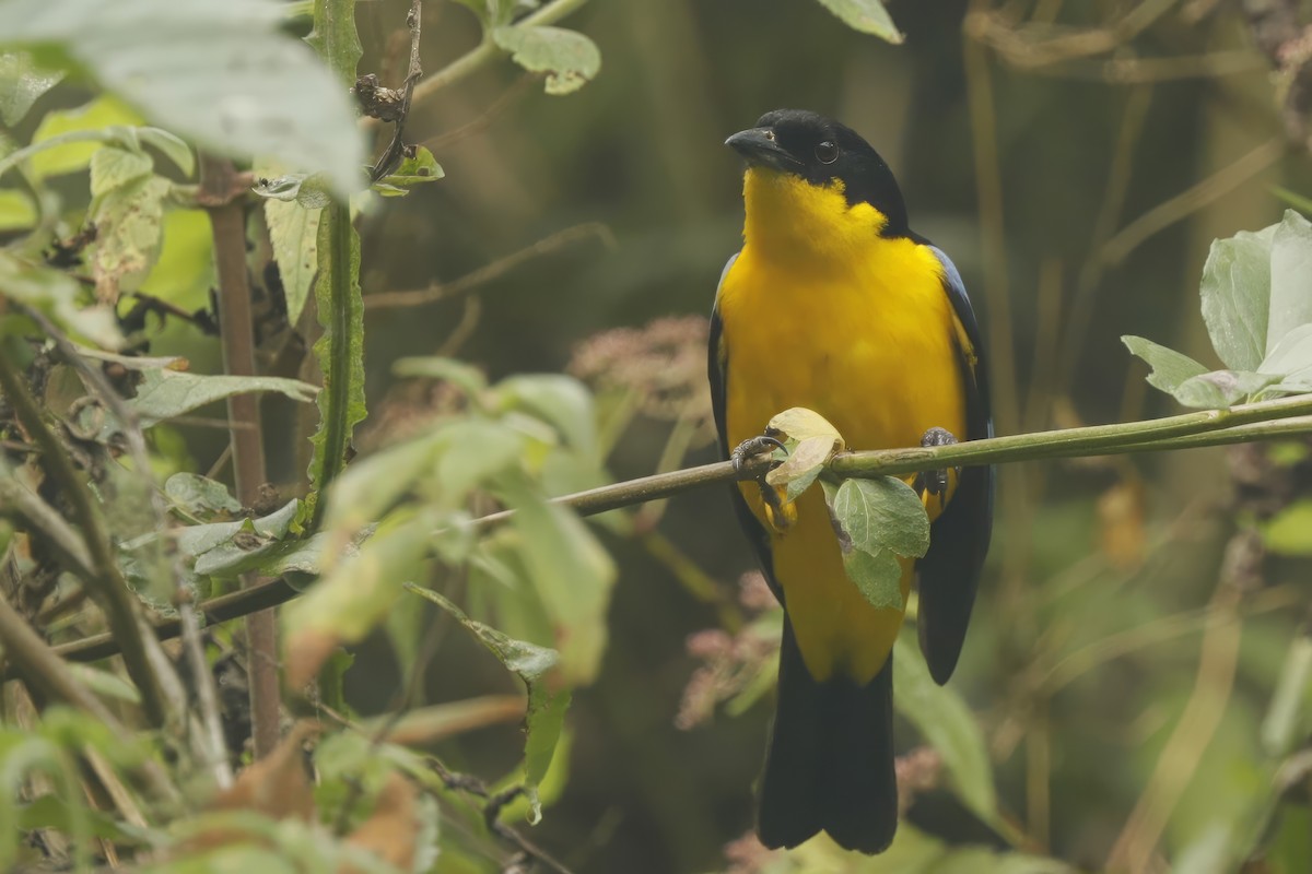 Blue-winged Mountain Tanager (Bolivian) - ML611836091