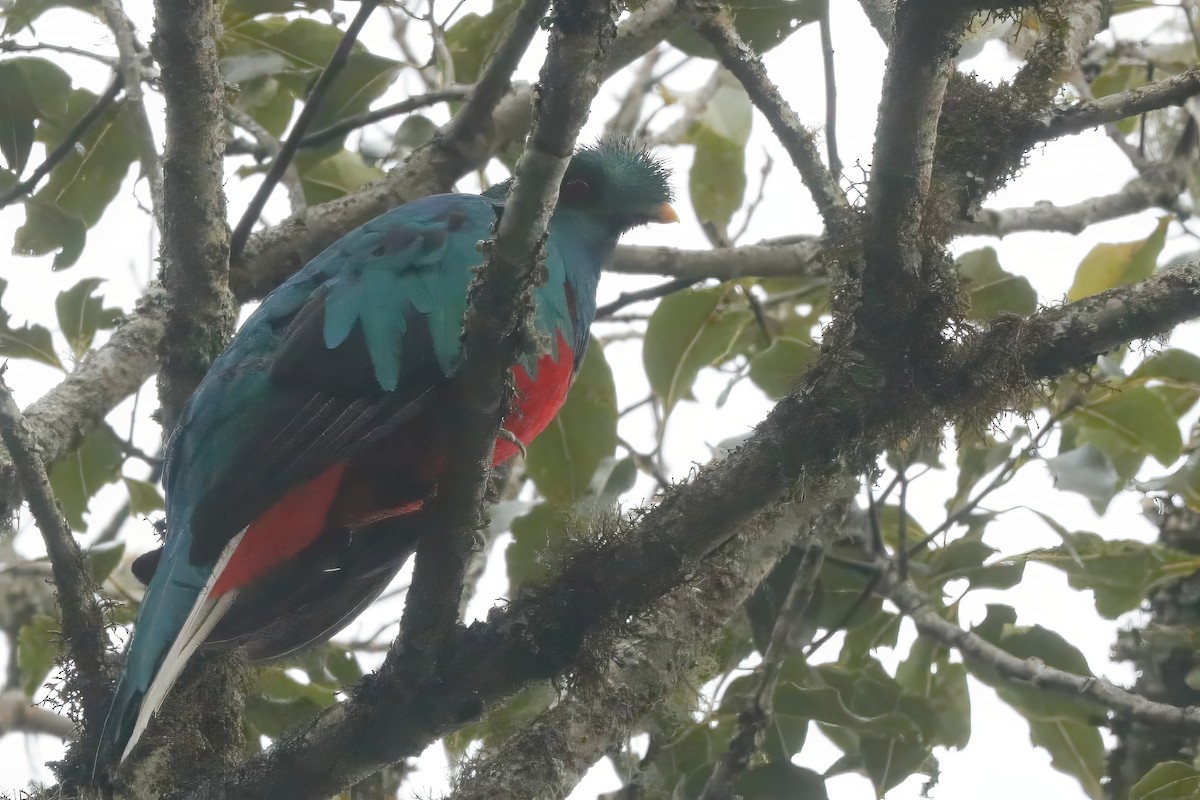 Crested Quetzal - ML611836128