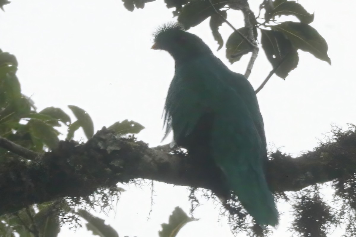 Crested Quetzal - ML611836129