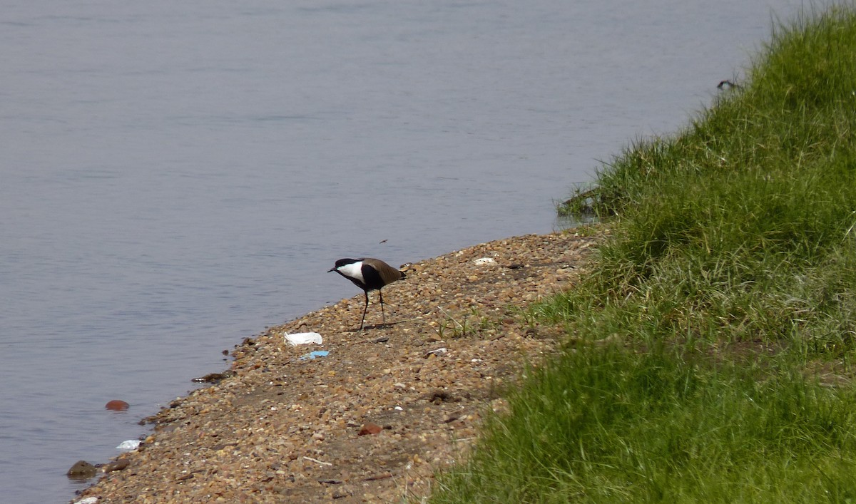 Spur-winged Lapwing - ML611836159