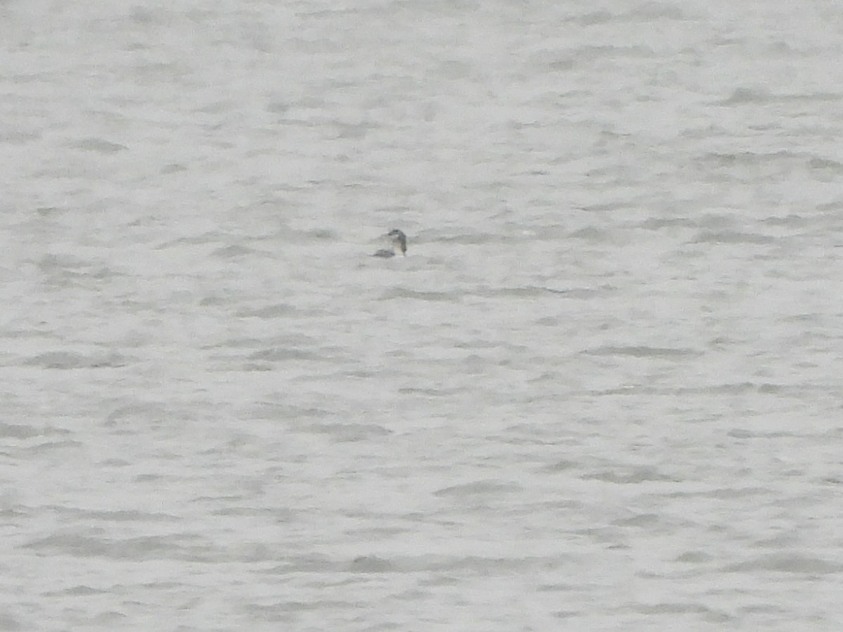 Pacific Loon - ML611836260