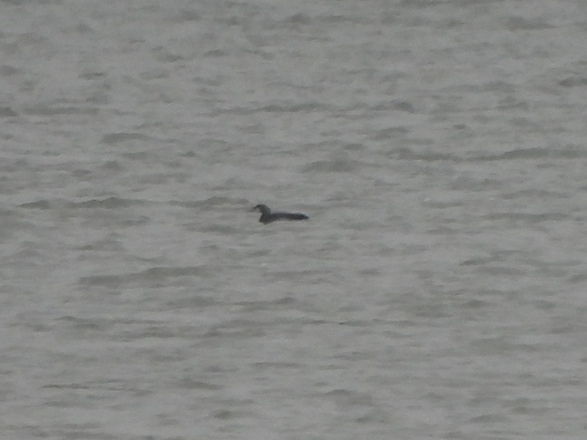 Pacific Loon - ML611836262