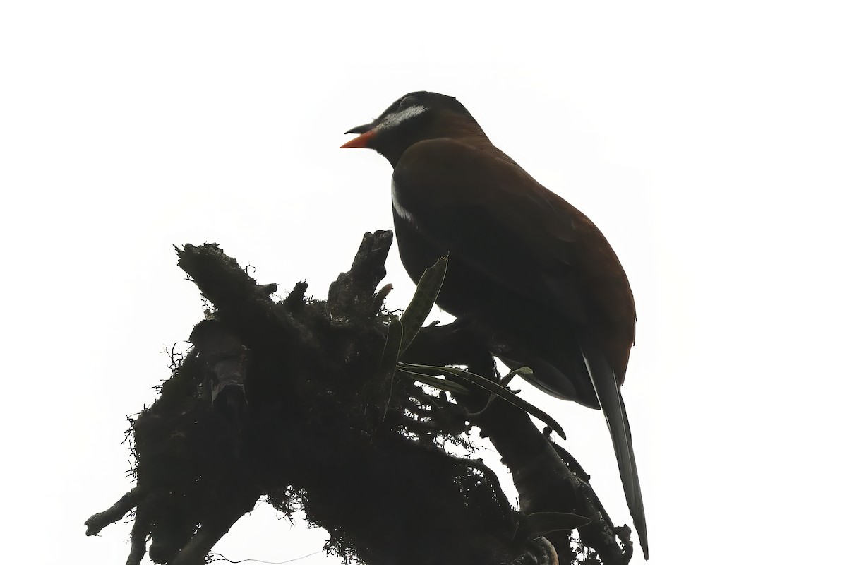 White-eared Solitaire - ML611836342