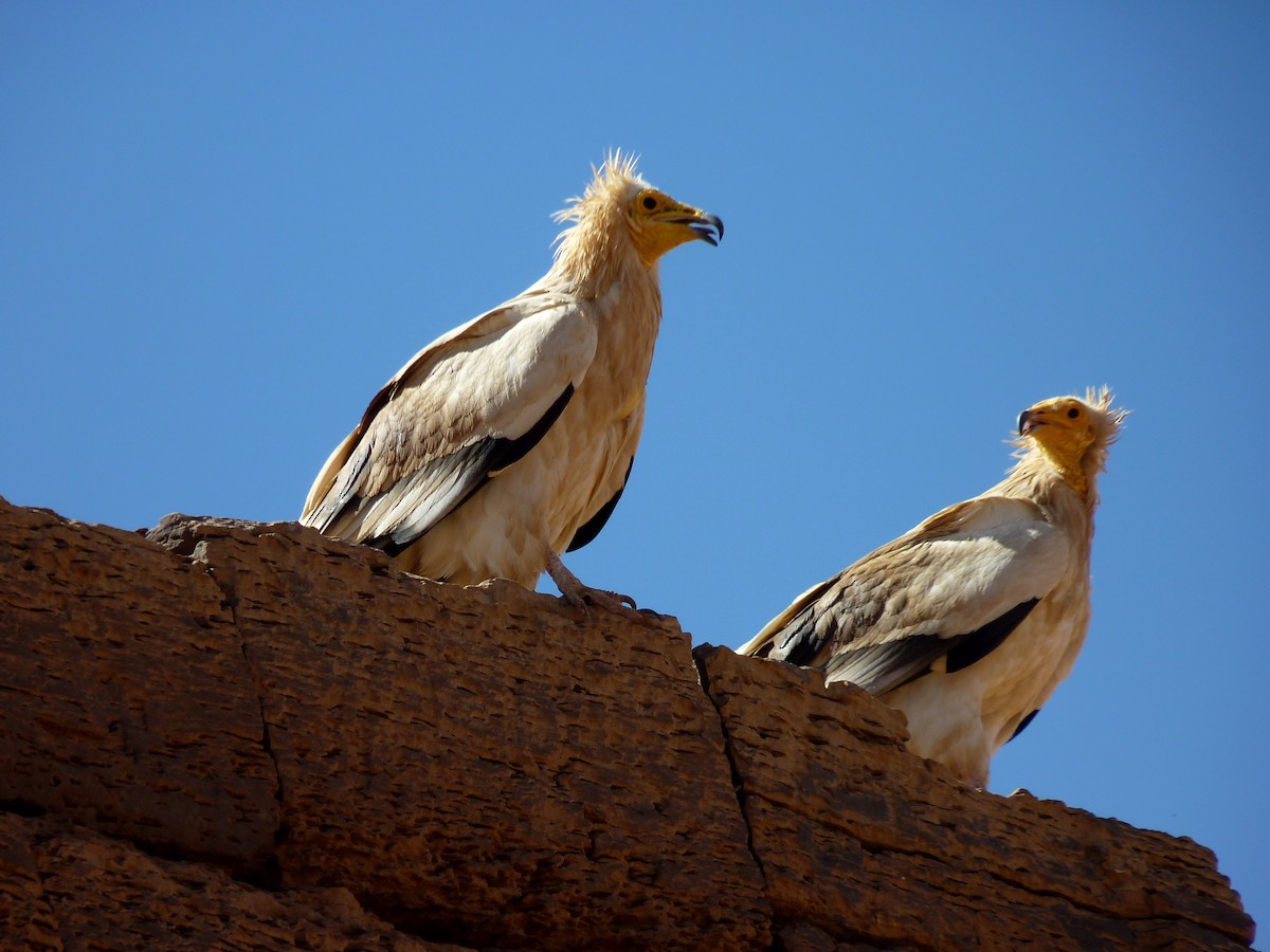 Egyptian Vulture - Detlef Stremke