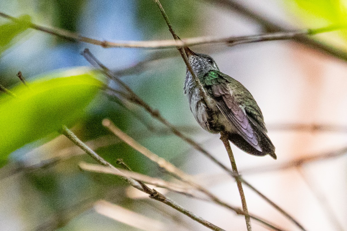 kolibřík modrobradý - ML611836379