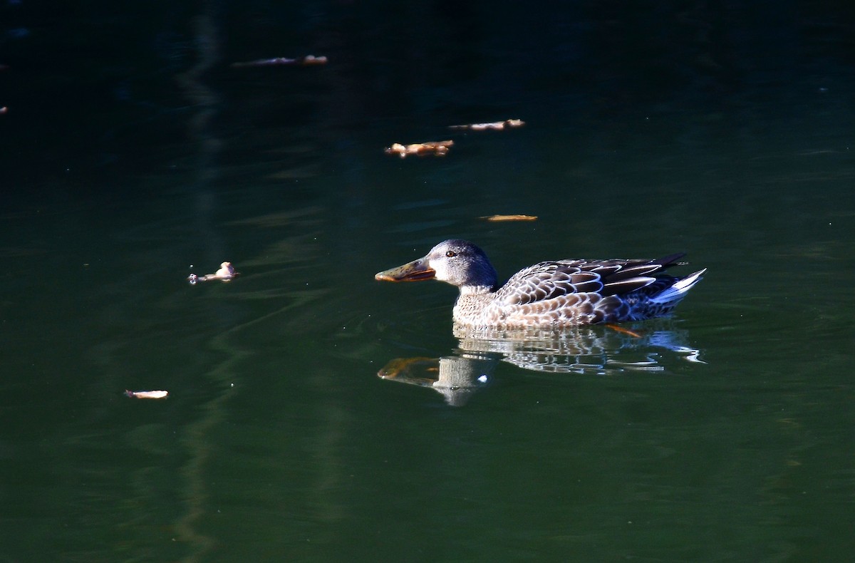 Northern Shoveler - ML611836432